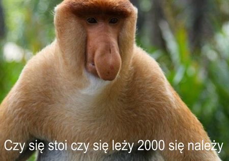 Magnes PM 0037 Czy Się Stoi Czy Się Leży 2000 Się Należy