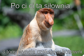 Magnes PM 0048 Po Co Ci Ta Siłownia 3 Tony Wyngla Czekają w Kotłowni