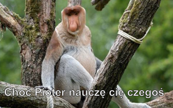 Magnes PM 0034 Chodź Pioter Nauczę Cię Czegoś
