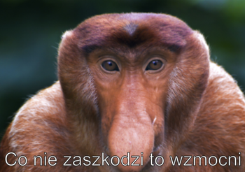 Magnes PM 0053 Co nie zaszkodzi to wzmocni