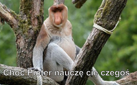 Magnes PM 0034 Chodź Pioter Nauczę Cię Czegoś